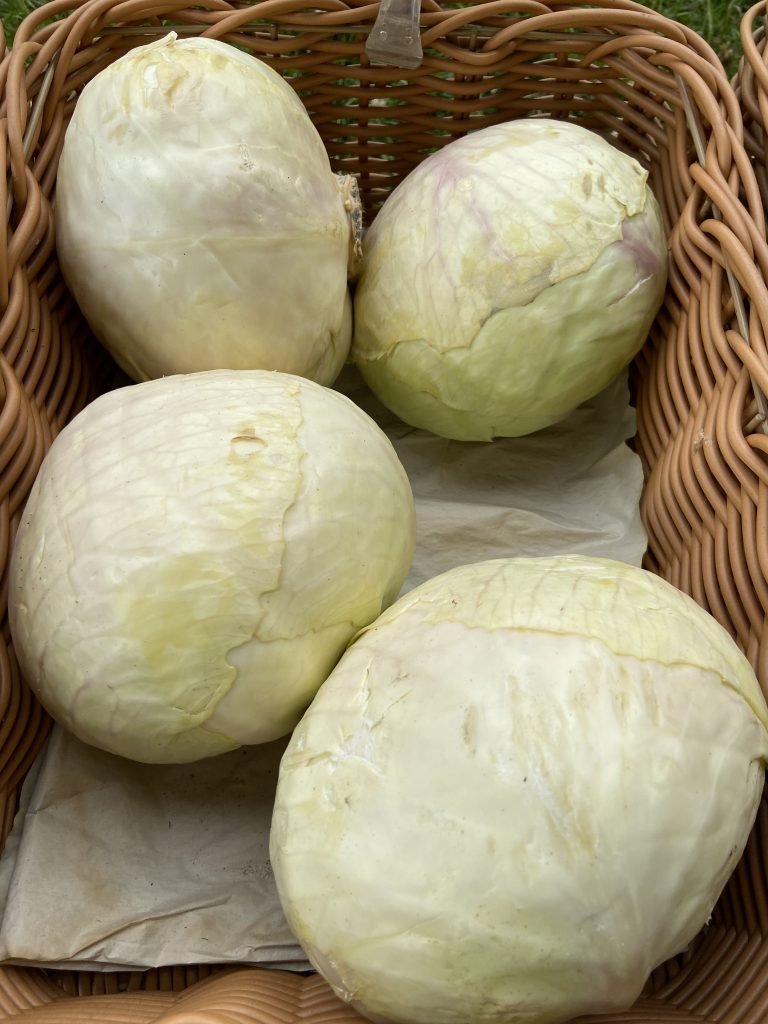 White Cabbage - Single - Perryhill Orchards